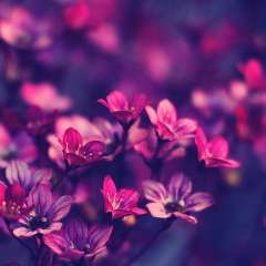 Чеснокова Надежда Афанасьевна