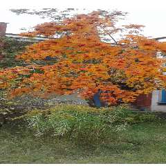 Панкова Ирина Владимировна