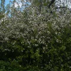 Пилюгина Людмила Николаевна