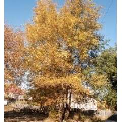 Рыбникова Светлана Борисовна