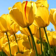 Чихалова Светлана Владимировна