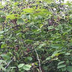 Халбазыкова Виктория Сельяновна