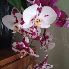 Комарова Оксана Сергеевна