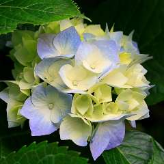 Евстигнеева Нина Олеговна