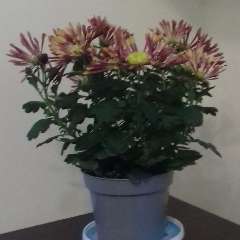 Иванова Анна Витальевна  