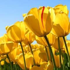 Жеребцова Екатерина Валерьевна