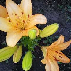 Шуменко Татьяна Валентиновна