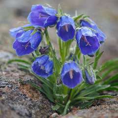  Маммаева Патимат Джабаровна