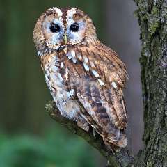 Крохинцева Анна Анатольевна