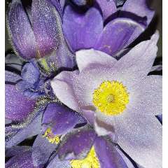 Дубаева Светлана Владимировна