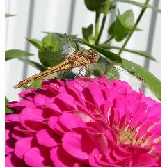 Татьяна Александровна Горюновa