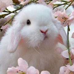 Камышова Анна Анатольевна