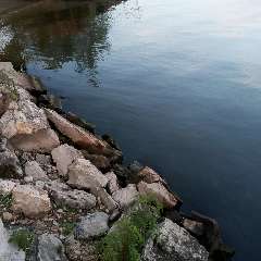 Ковалева Альфия Фаридовна 