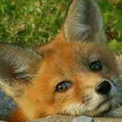 Забозлаева Дарья Владимировна