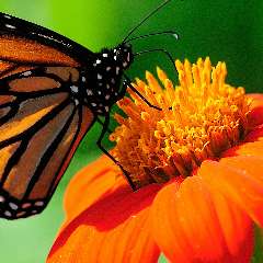 Елена Михайловна Воронина