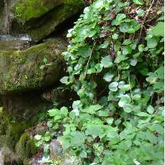 Наталья Анатольевна Конина