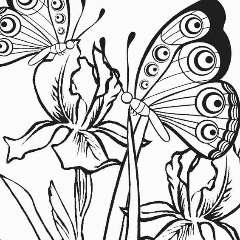 Солопиенко Анжела Геннадьевна