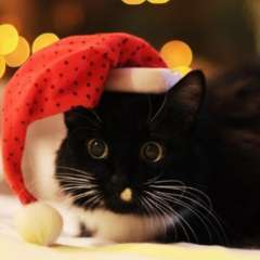 Волошко Екатерина Павловна