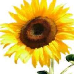 Марина Александровна Косоногова