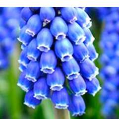 Свиридова Светлана Николаевна