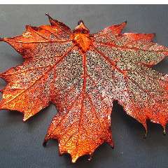 Новикова Светлана Виталиевна