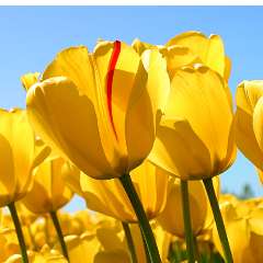 Тимофеева Ирина Викторовна