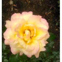 Хисматова Альбина Альбертовна