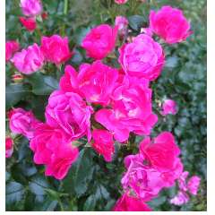 Мартынович Раиса Валентиновна