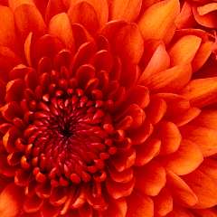 Боженова Юлия Анатольевна