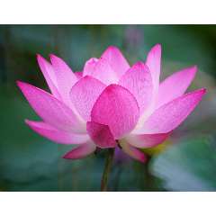 Шакирова Зульфира Асхатовна 