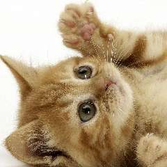 Федорова Сагибат Алиевна