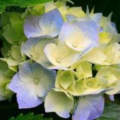 Седова Елена Вячеславовна 