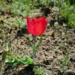 Галина Николаевна Сельдинова