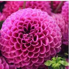 Помилуйко Ольга Павловна 