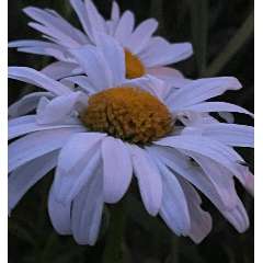 Антоненко Ирина Михайловна