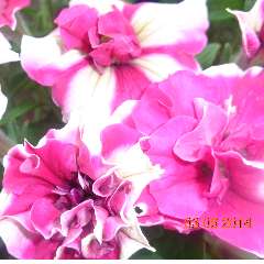 Лейсан Ришатовна Хабибуллина