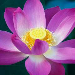 Белюнис Наталья Ивановна