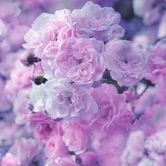 Бажурова Наталья Анатольевна