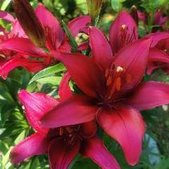 Буракова Жанна Владимировна 