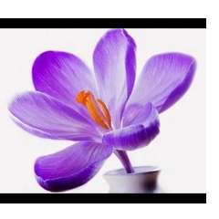 Куртюгова Светлана Ивановна