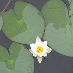 Шаврина Елена Юрьевна