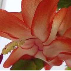 Елькина Марина Николаевна