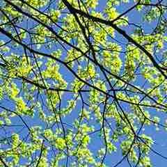 Авраменко ИН