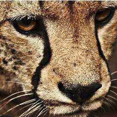 Елена Юрьевна Шиндер