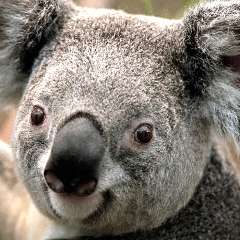 Мельник Елена Александровна