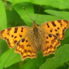 Дубровина Елена Ивановна