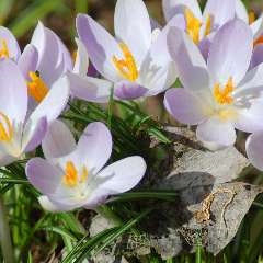 Османова Бурлият  Османовна