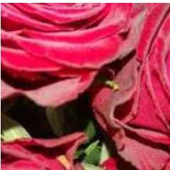 Наталья Алексеевна Кудрявцева