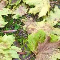 Федорова Лилия Григорьевна