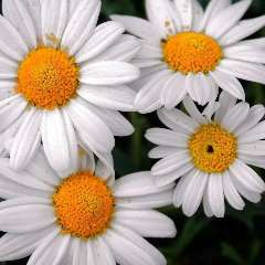 Надежда Александровна Ларченко